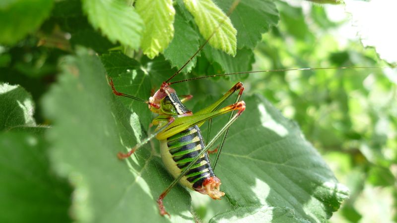 Metaplastes ornatus (Dalla Grecia)